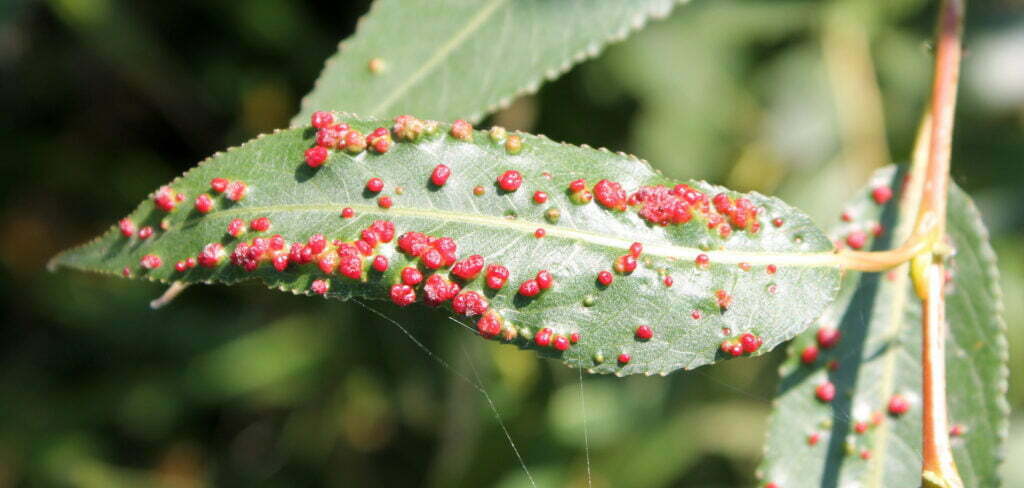 Gallmilben Warzenartige Weidenblattgallmilbe (Aculops tetanothrix) auf grünem Blatt