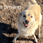 Grasmilben Hund Bekämpfen - es gibt auch Hausmittel gegen Grasmilben. Hund lächelt