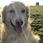 Hund auf einer Wiese - Achtung vor Grasmilben