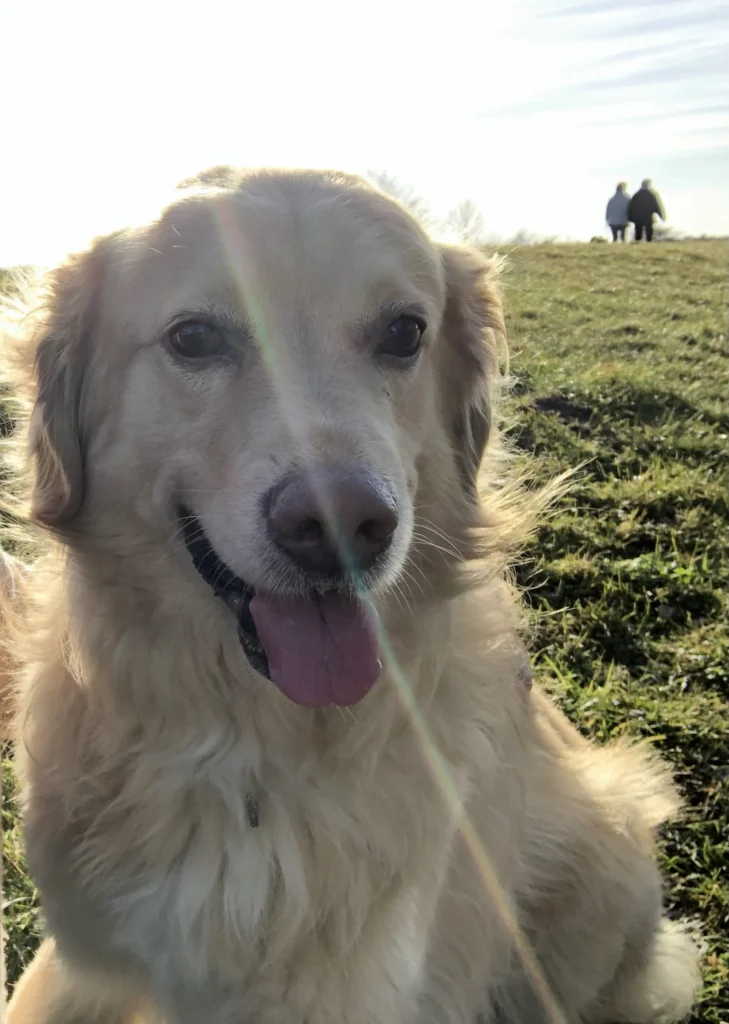 grasmilben hund – grasmilben hund,grasmilben beim hund Hund auf einer Wiese - Achtung vor Grasmilben