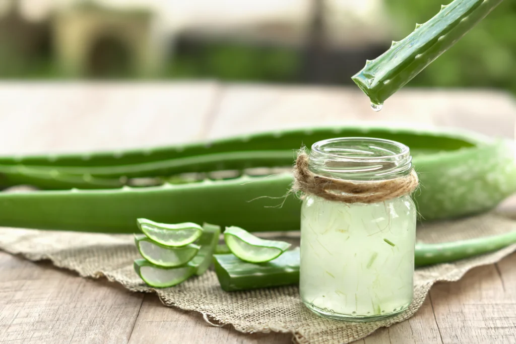 Juckende Haut – Juckende Haut Juckende Haut Aloe Vera kann helfen Gel wird aus der Pfanze gewonnen.