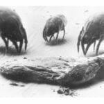 Das bild zeigt drei Hausstaubmilben vor einer Hautschuppe. Eine einzigartige Aufnahme unter dem Mikroskop, stark vergrößert