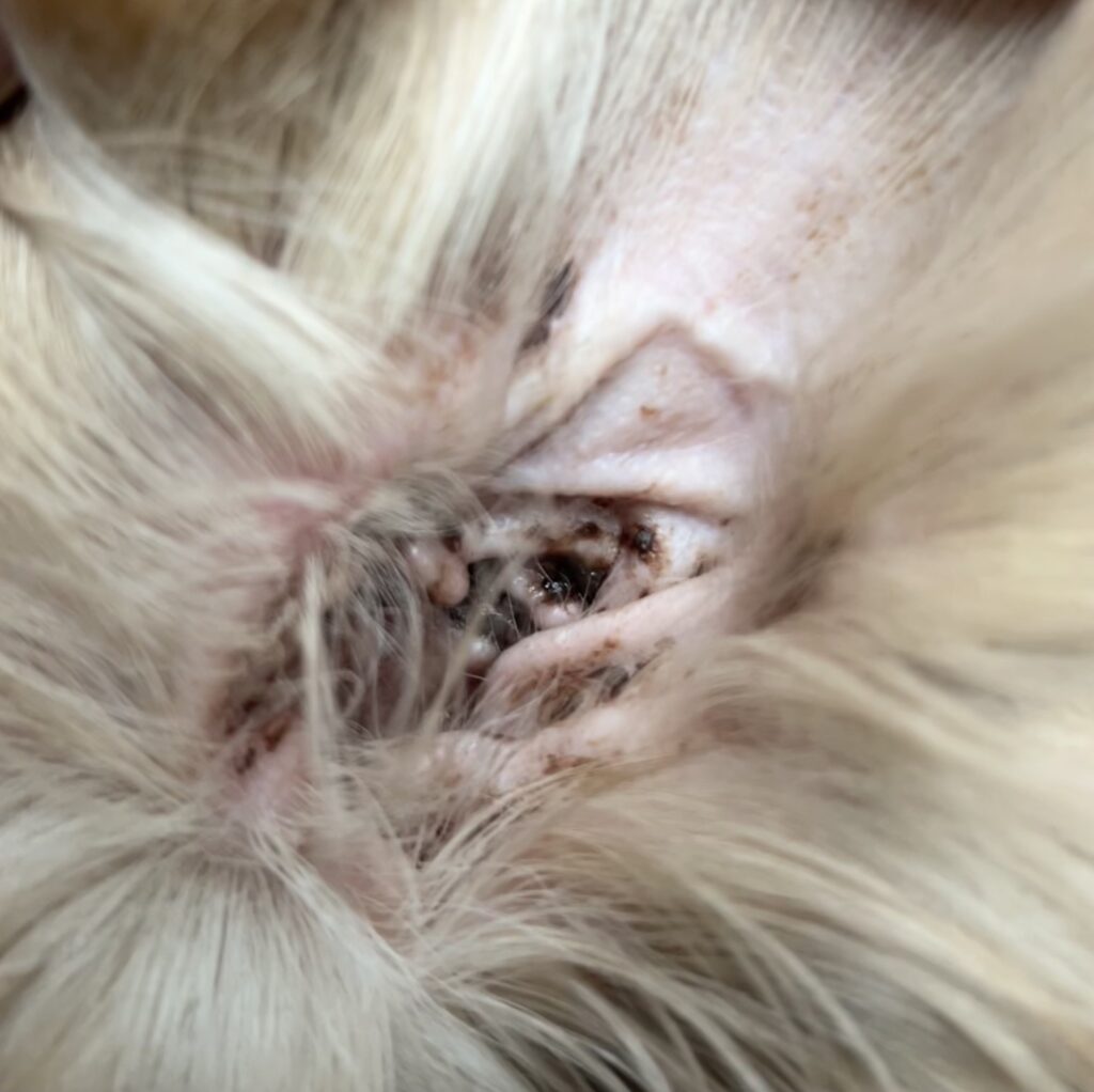 Bild zeigt Ohrmilben beim Hund Aufnahme vom Ohr