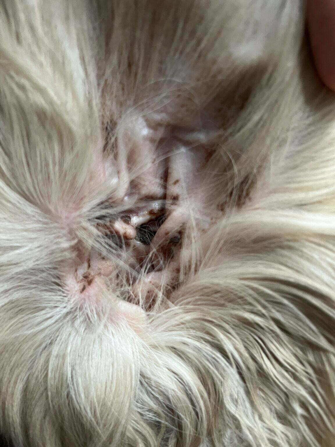 Ohrmilben Bei Hunden: Furchtbar - Das Kannst Du Tun 10 Tipps