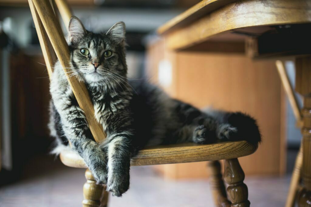 Eine Katze sitzt auf einem Stuhl und blickt direkt in die Kamera