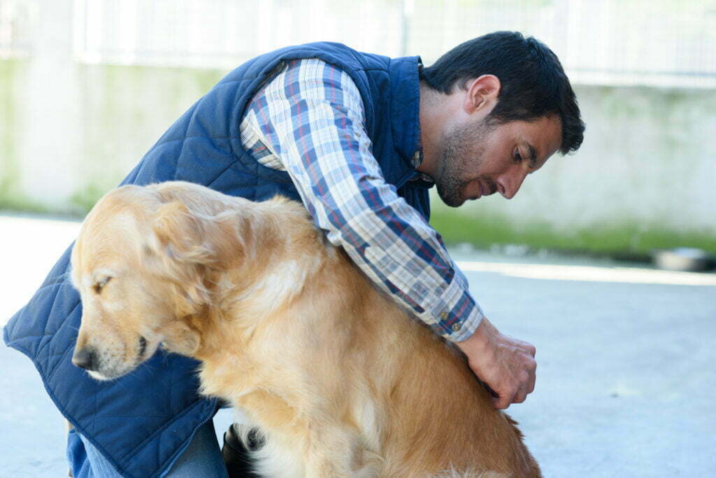 Ein Mann entfernt Zecken bei einem Hund